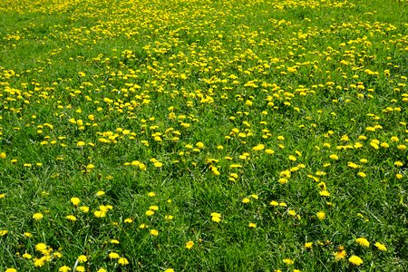 Field nature dandelion photo