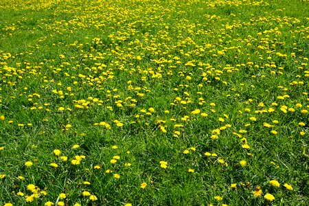 Field nature dandelion