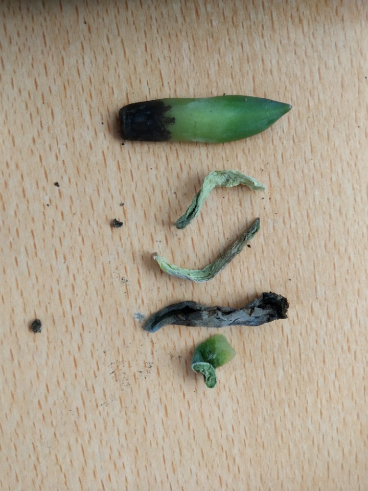 Dudleya greenei leaves