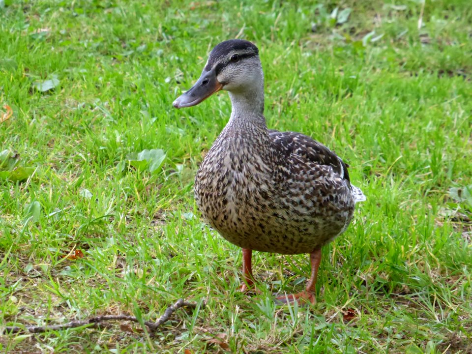 Duck-4-Loch-Lomond
