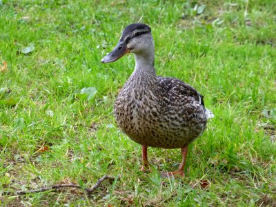 Duck-4-Loch-Lomond