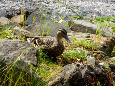Duck-1-Loch-Lomond photo