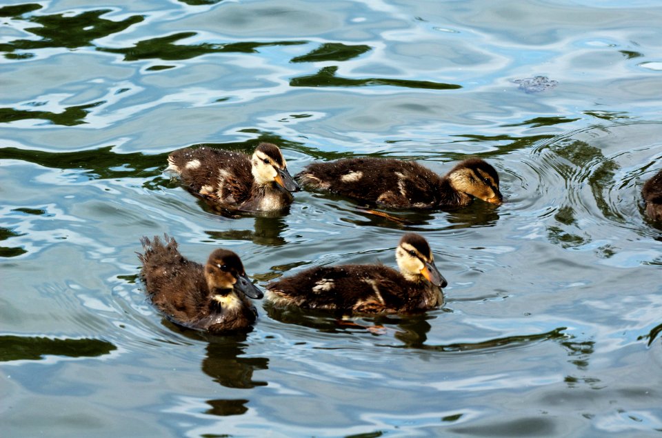 Ducklings-Verulamium-Park-lake-20050514-004