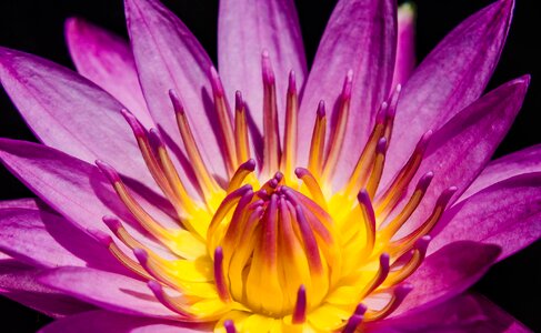 Waterlily garden lake photo