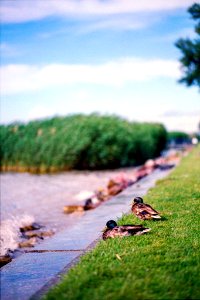 Ducks At The Balaton (161123815) photo