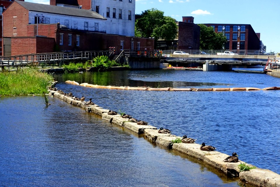 Ducks - Lower Locks - Lowell, MA - DSC04391