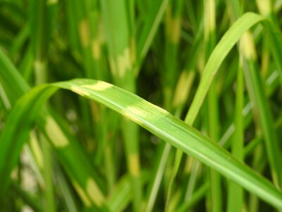 Bamboo leaves leaf