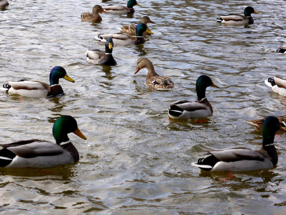 Ducks-1