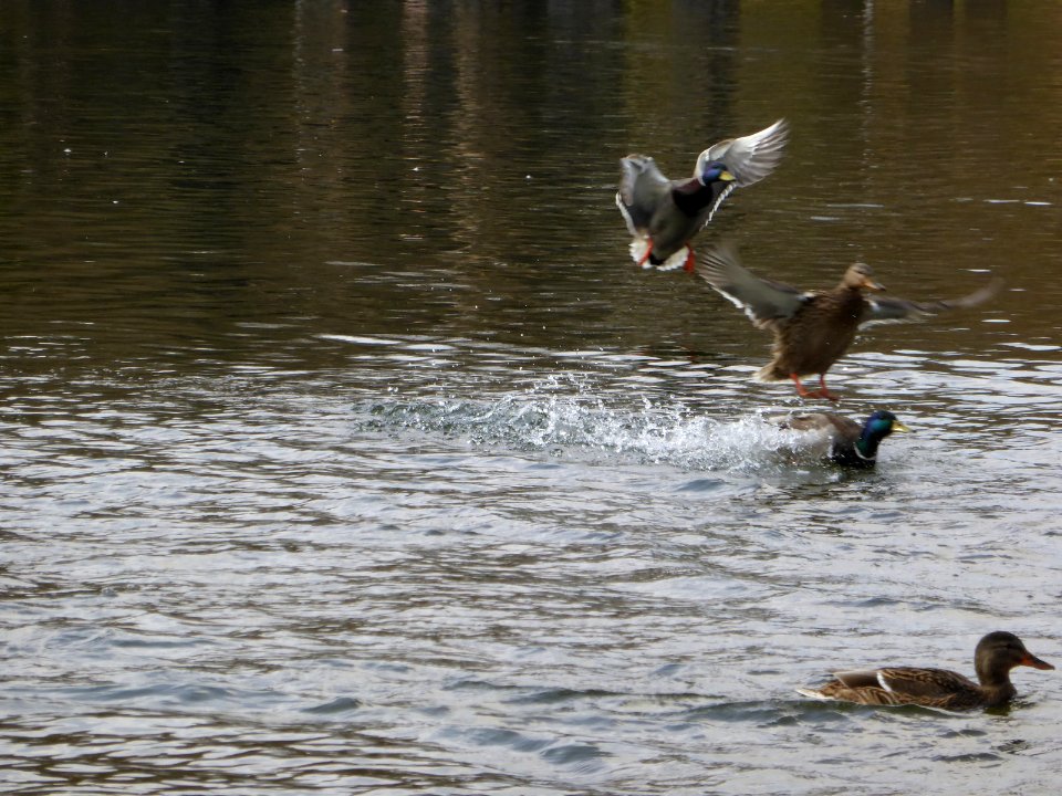 Duck-landing