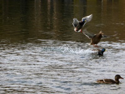 Duck-landing photo