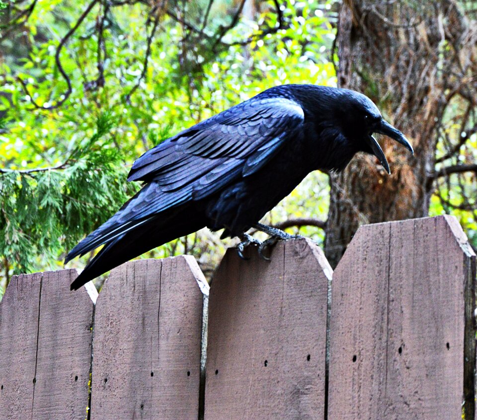 Black bird raven bird