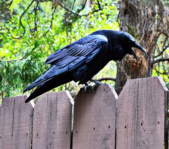 Black bird raven bird photo