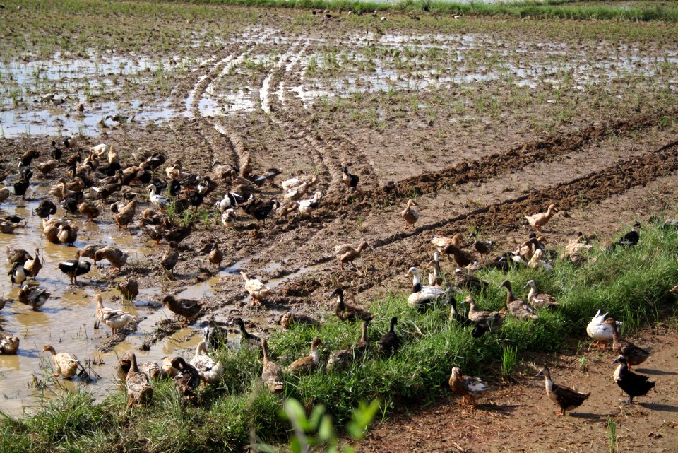 Ducks - Paddy Fields of Palakkad