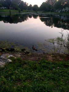 Ducks at Cottonwood Park