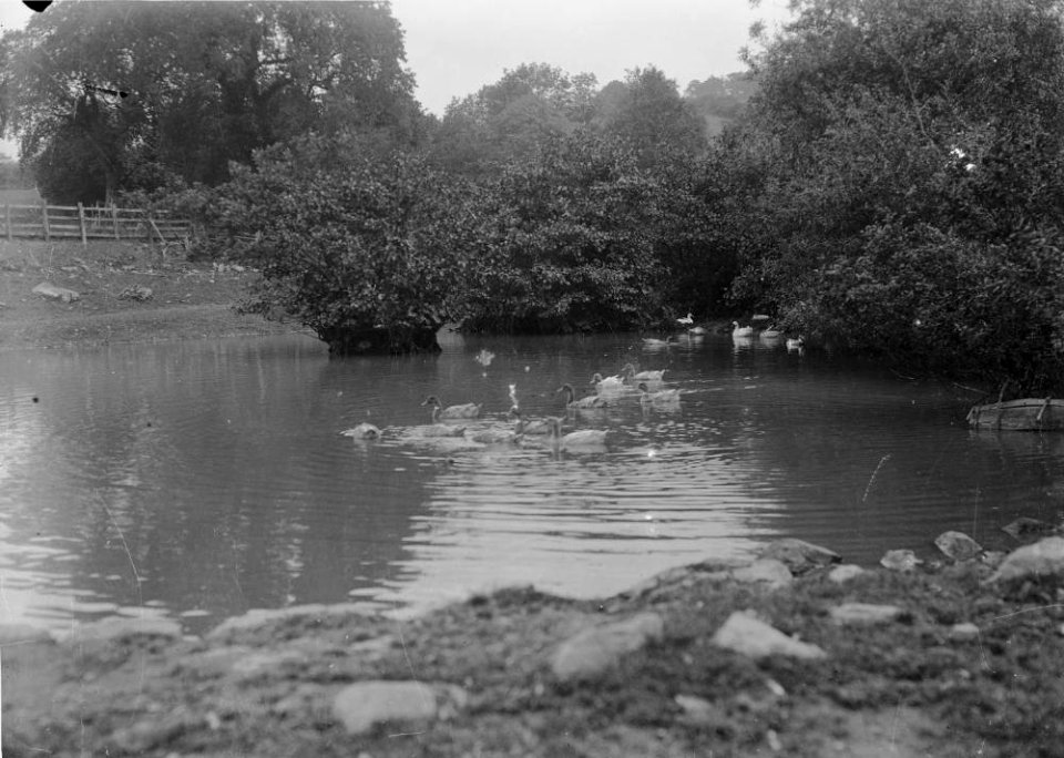 Ducks on river (1293936)