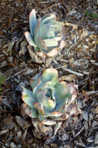 Dudleya pulverulenta - San Luis Obispo Botanical Garden - DSC06016