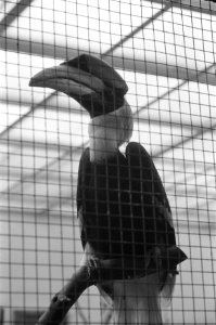 Dubbelhoorn neushoornvogel in Artis, Bestanddeelnr 912-0657