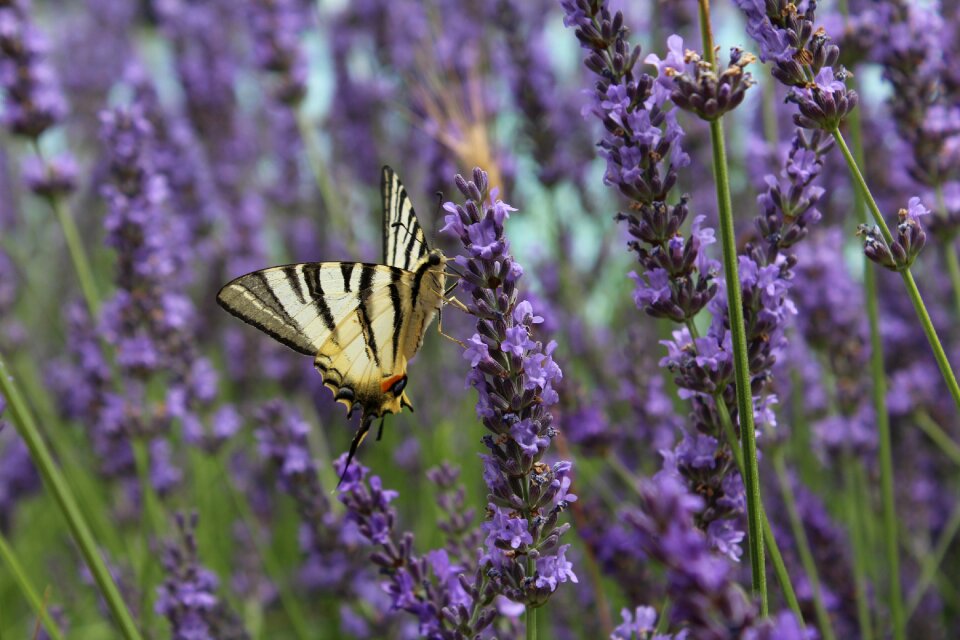 Perched insect summer photo