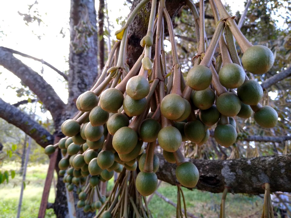 Durian plantation out of season 1
