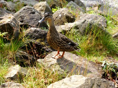 Duck-3-Loch-Lomond photo