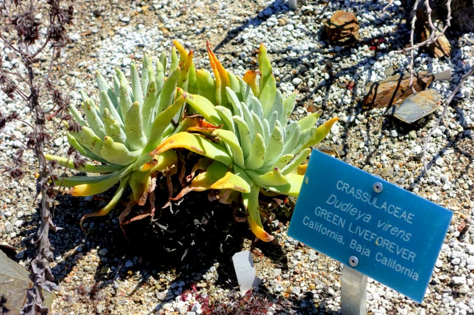 Dudleya virens - Mildred E. Mathias Botanical Garden - University of California, Los Angeles - DSC02927