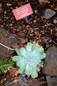 Dudleya pulverulenta - Regional Parks Botanic Garden, Berkeley, CA - DSC04566