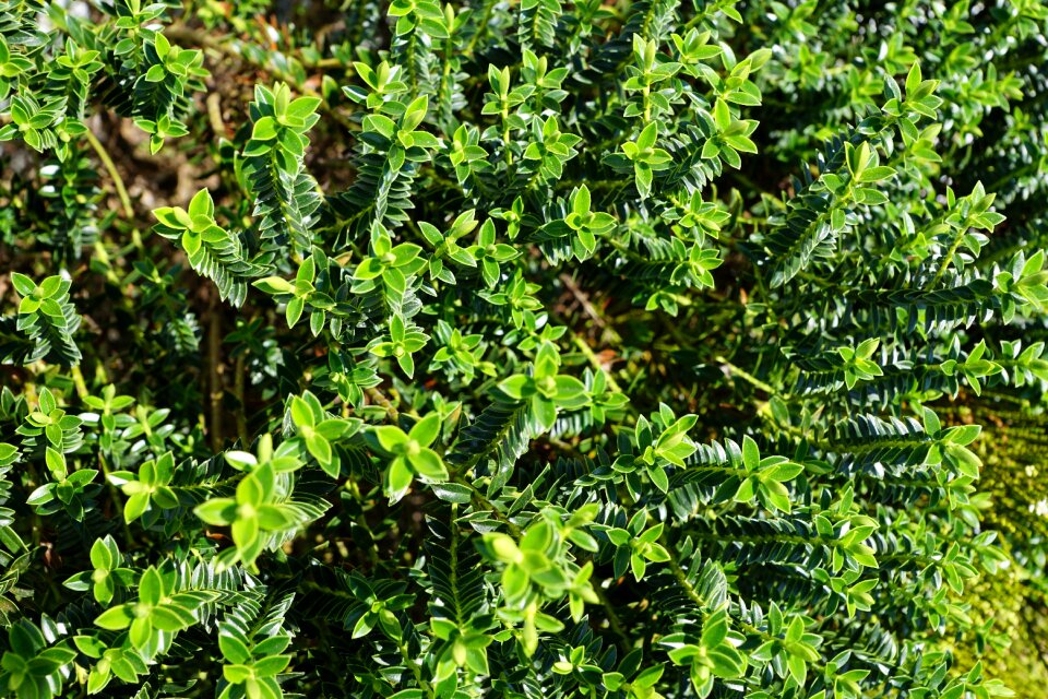Leaf spring fragrance