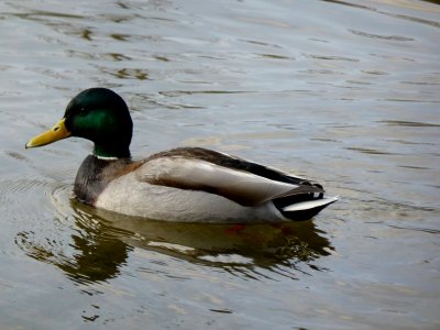 Duck-9