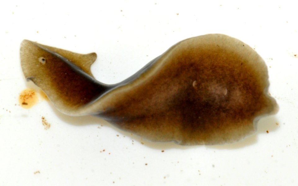 Dugesia-gonocephala-02-fws