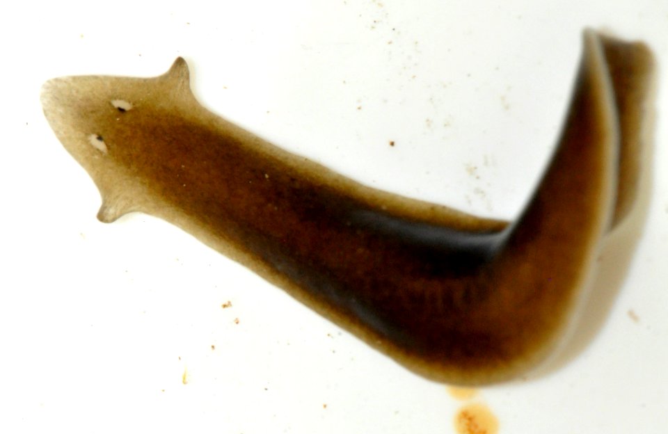 Dugesia-gonocephala-01-fws