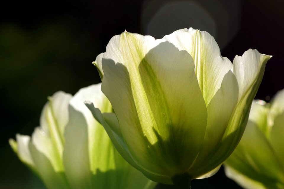 Garden jagged flower cup