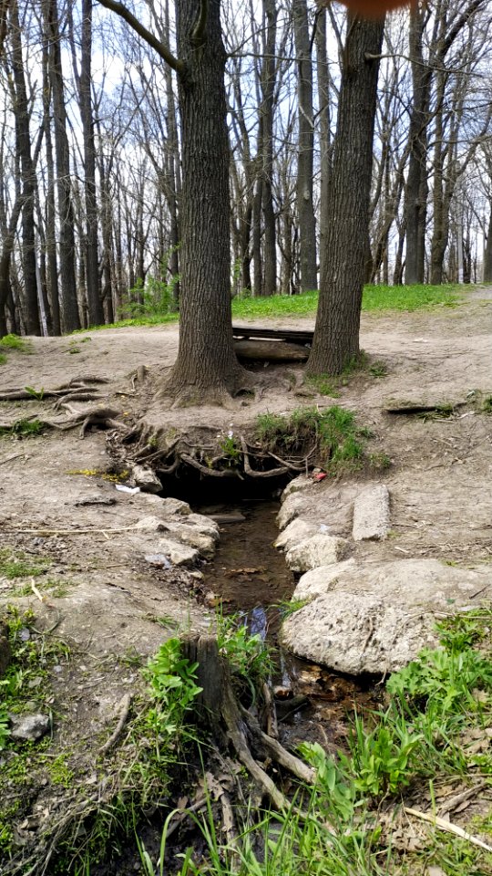 Dubki Spring under roots