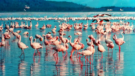 Africa birds nature