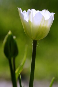 Garden jagged flower cup