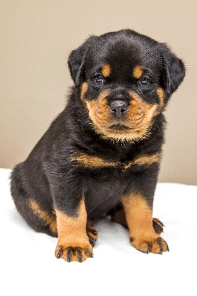 Dog animals dogs