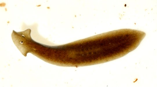 Dugesia-gonocephala-06-fws