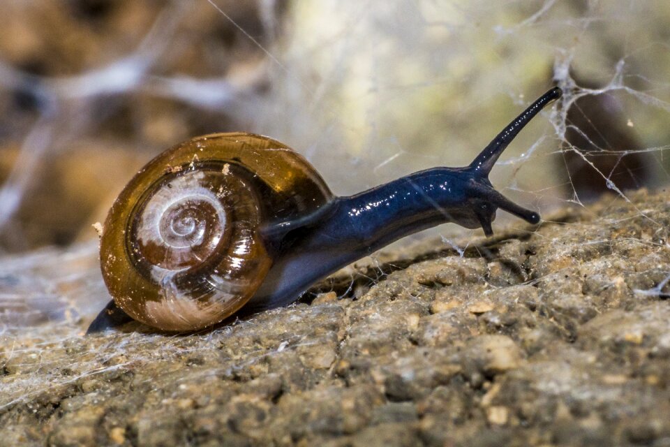 Shell mollusk copse snail
