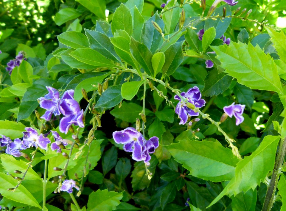 Duranta erecta "Sapphire Showers" 2