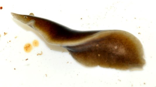 Dugesia-gonocephala-03-fws