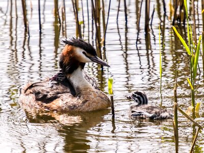 Nature bird animal photo