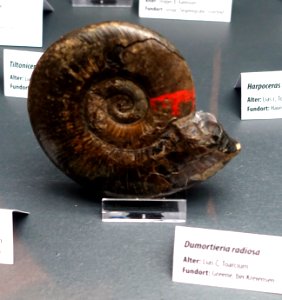 Dumortieria radiosa - Naturhistorisches Museum, Braunschweig, Germany - DSC05133