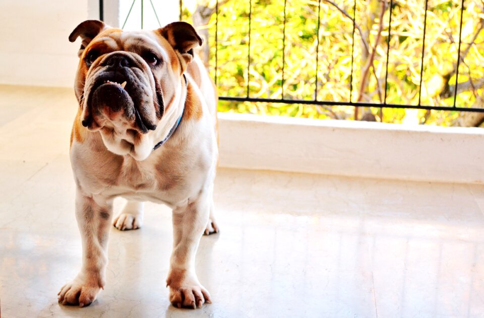 Pet puppy english bulldog