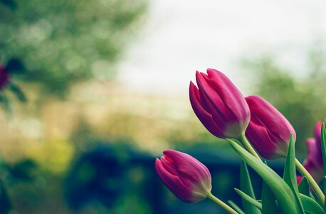 Flowers purple garden photo