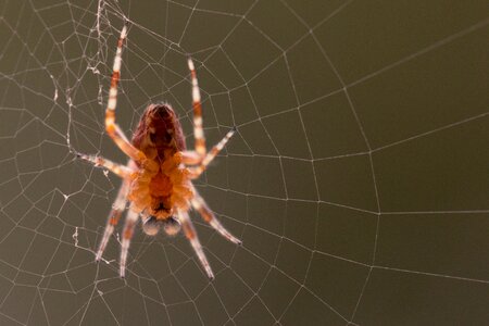 Cobweb spider macro close up photo