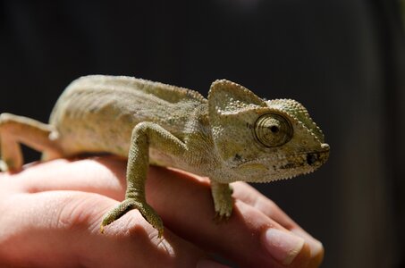 Animal keep creature