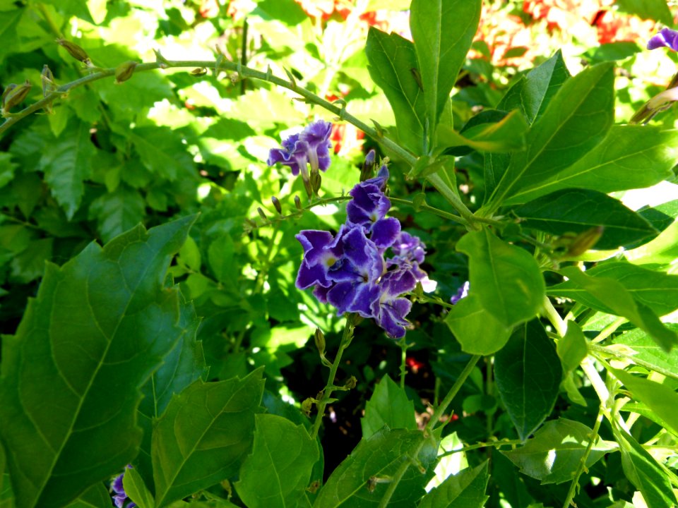 Duranta erecta "Sapphire Showers"