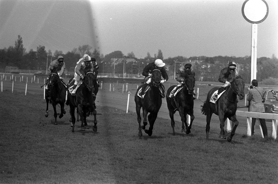 Duindigt, Grote Prijs van Den Haag , finish, rechts gaat Golden Peter met jockey, Bestanddeelnr 926-4234