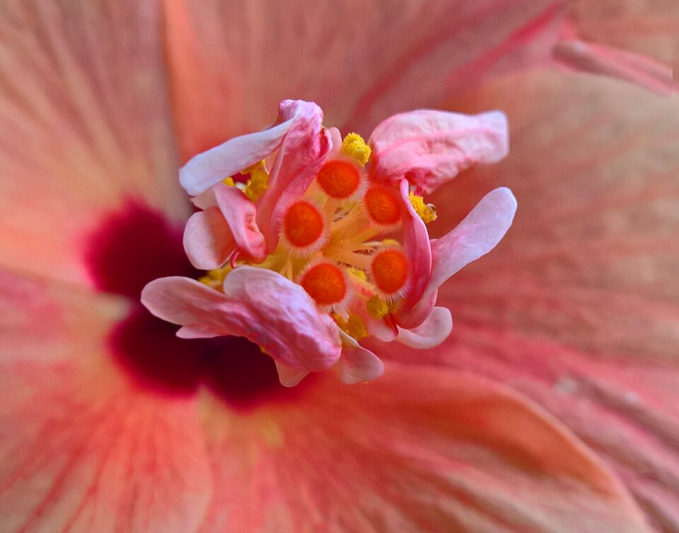 Beauty red flower red beauty