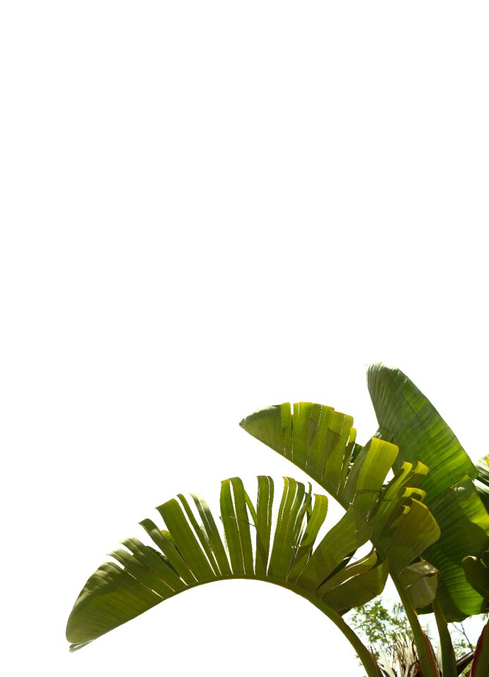 Mediterranean palm fronds palm tree