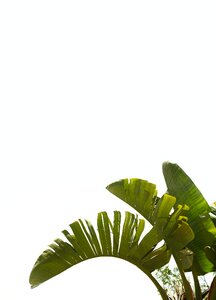 Mediterranean palm fronds palm tree